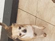 Annonce Chihuahua femelle