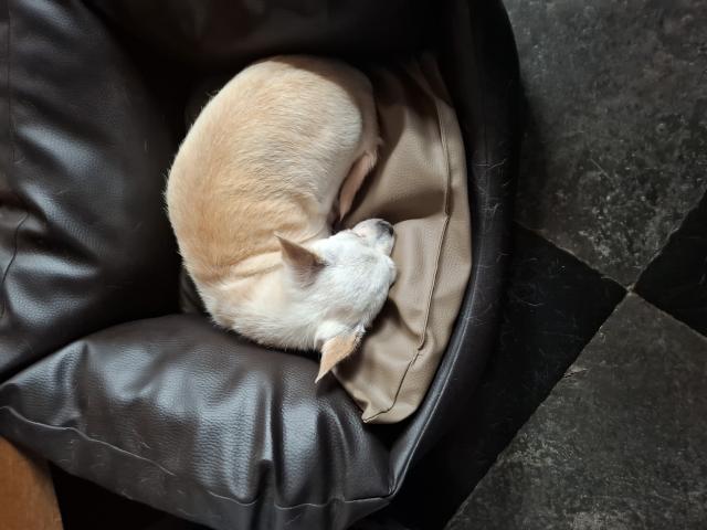 Chihuahua femelle beige