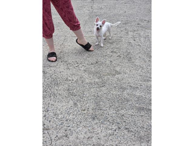 Chihuahua femelle blanche