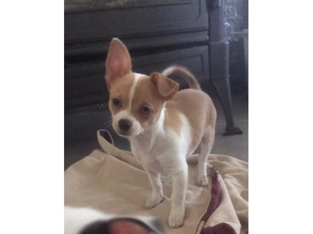 Chihuahua femelle de 3 mois