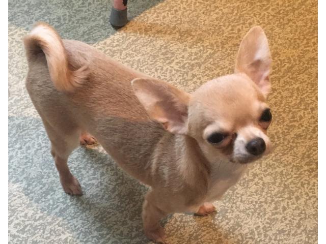 Chihuahua femelle toy