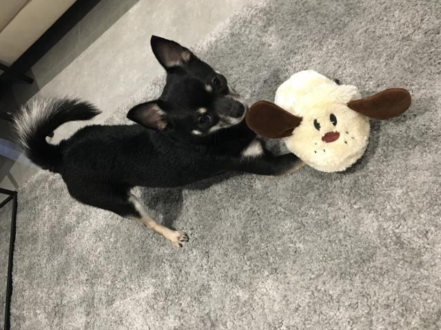 Chihuahua mâle