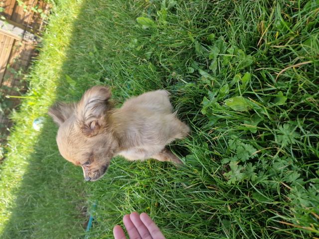 Chihuahua mâle