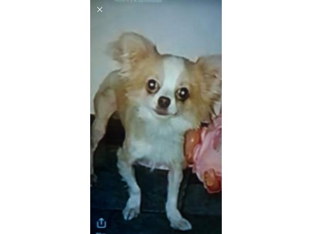 Chihuahua male 6 mois cherche famille beau et affectueux URGENT