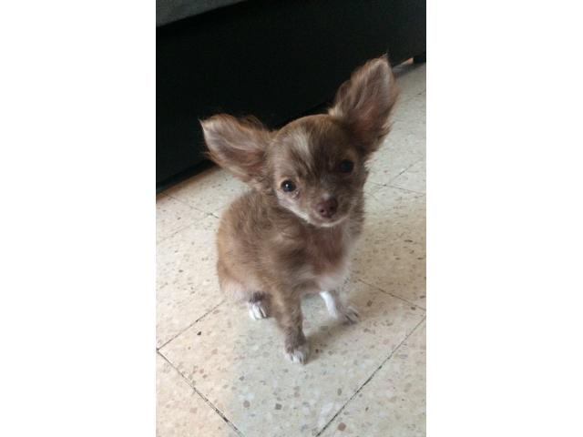 Photo Chihuahua mâle à vendre image 1/2