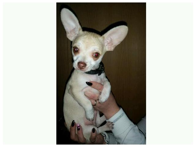 Photo Chihuahua mâle beige clair image 1/2