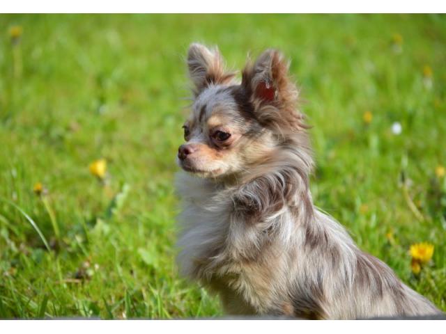 Photo Chihuahua mâle couleur lavande claire/bringée image 1/6