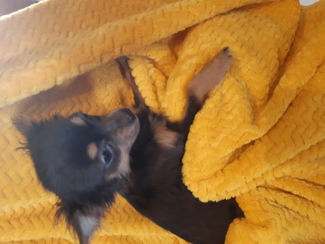 Chihuahua male de 6 mois cherche une famille