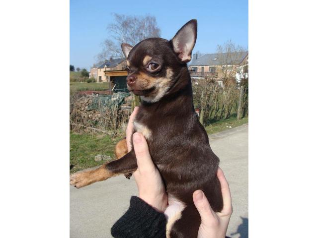 Photo Chihuahua mâle disponible pour les saillies image 1/2