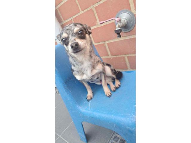 Chihuahua male merle