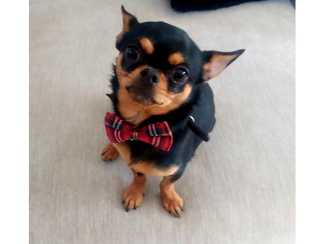 Photo Chihuahua mâle pour saillie image 1/3