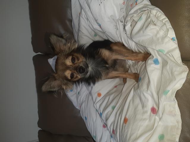 Chihuahua mâle pour saillie