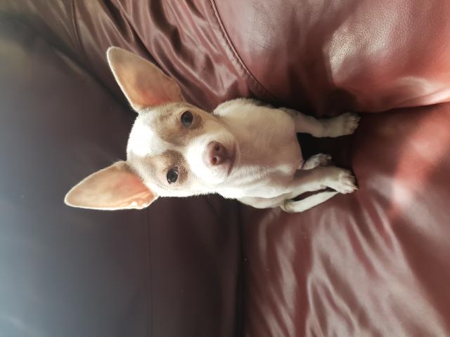 Chihuahua merle choco lavande male