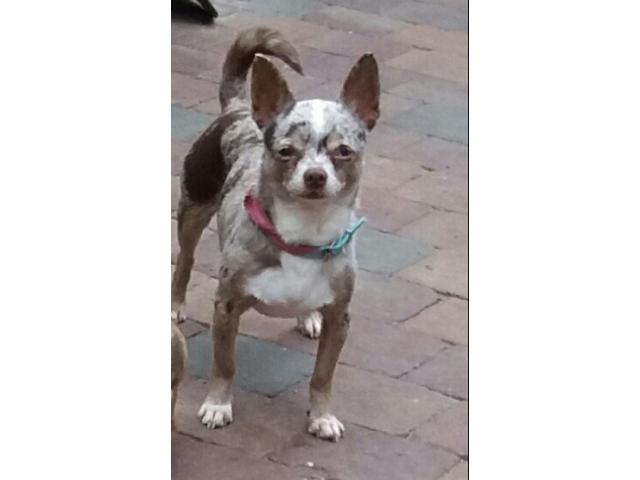 Photo Chihuahua merle lavande image 1/3