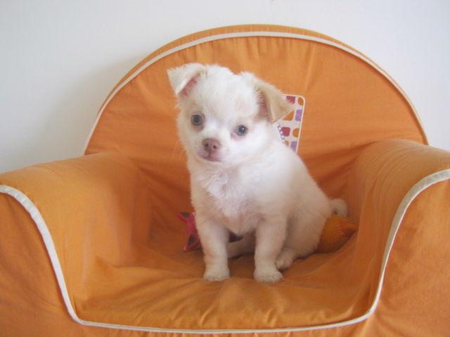 Photo Chihuahua mini poils long image 1/1