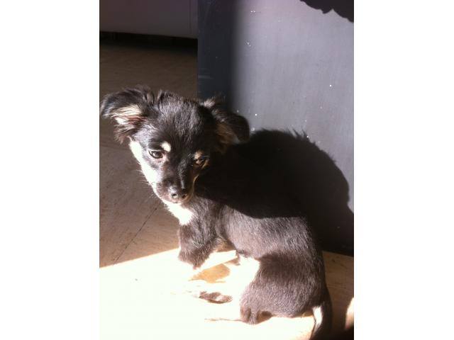 Chihuahua noir et beige pour saillie
