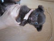 Annonce chihuahua poils long