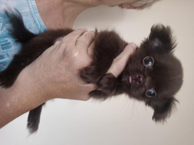 chihuahua poils long