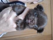 Annonce chihuahua poils long