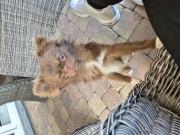 Annonce chihuahua poils long