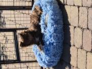 Annonce chihuahua poils long