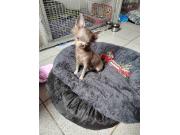 Annonce chihuahua poils long