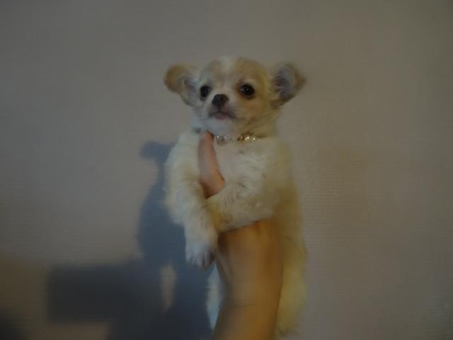 Photo Chihuahua poils longs image 1/4