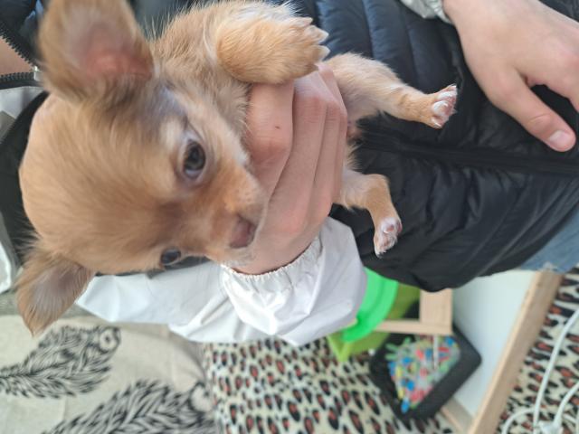 Chihuahua poils longt