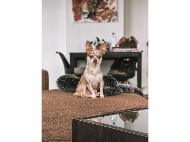 Chihuahua pour sailli