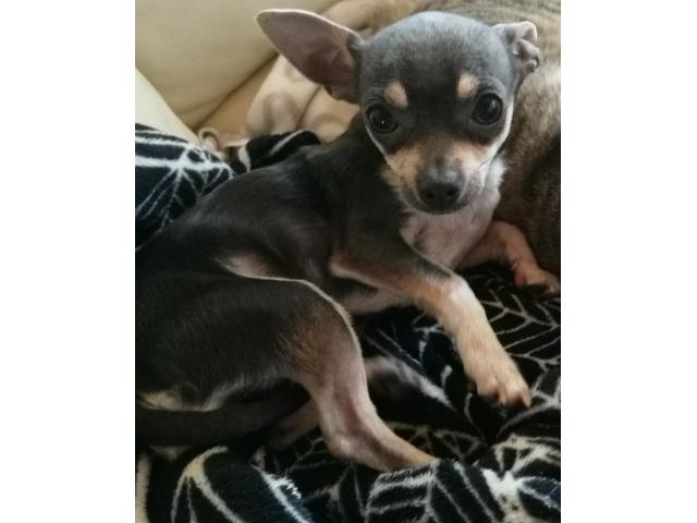 Chihuahua pour saillie