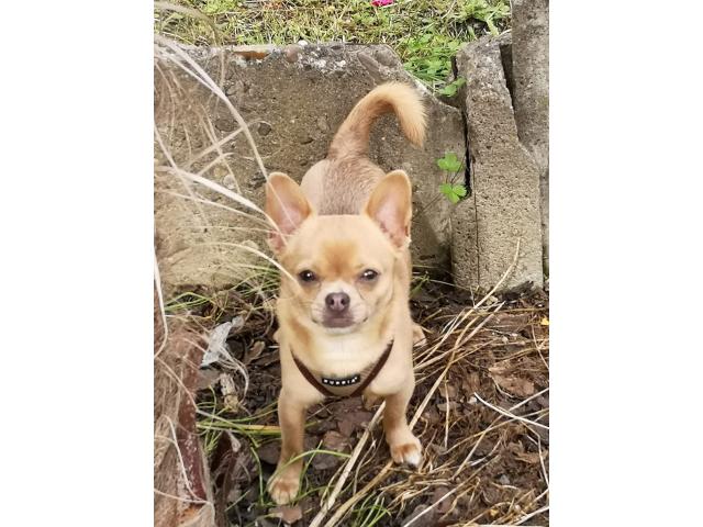 Photo Chihuahua pour saillie image 1/1