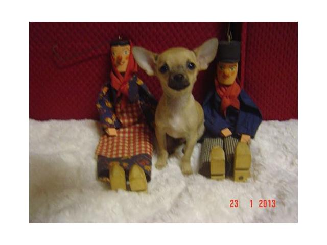 Photo Chihuahua pour saillie image 1/2