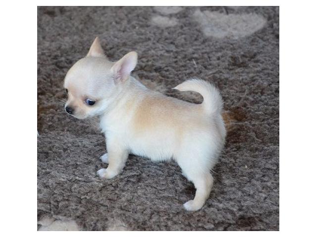 Photo Chihuahua pure race image 1/1