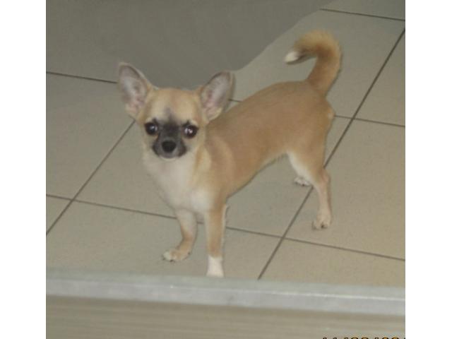 Photo Chihuahuas à poils courts image 1/6