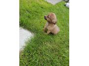 Annonce Chihuahuas chiots