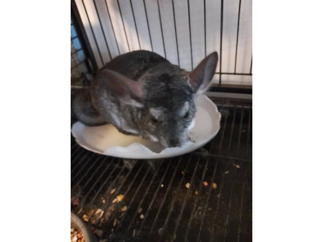 Chinchillas