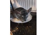 Annonce Chinchillas