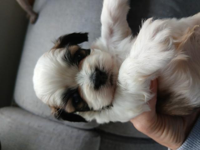 Chiot à reserver malschi