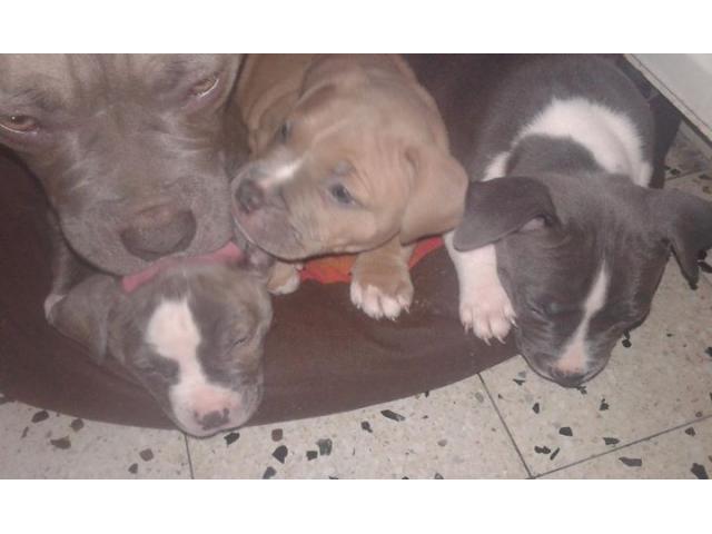 chiot a vendre american bully poket