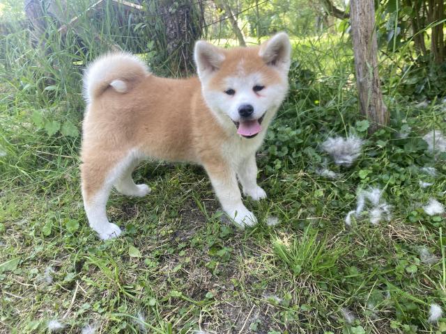 Chiot Akita inu Rousse LOF