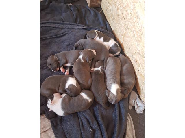 chiot american staffordshire terrier