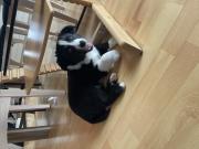 Annonce Chiot Berger Américain Miniature