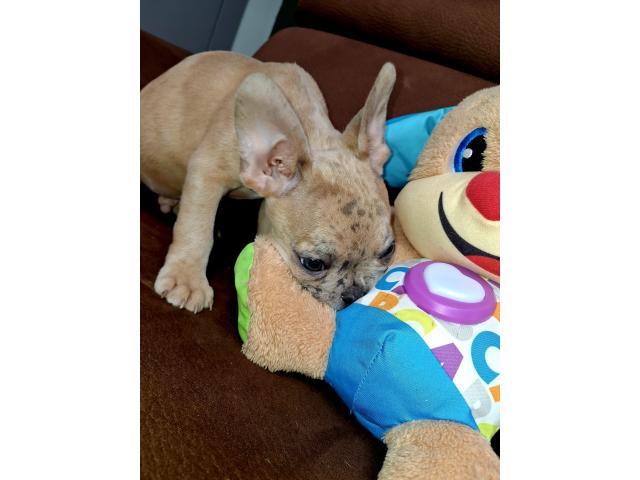 Chiot bouledogue français
