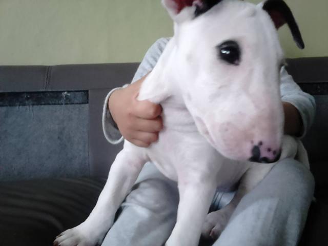 Photo Chiot bull terrier image 1/1