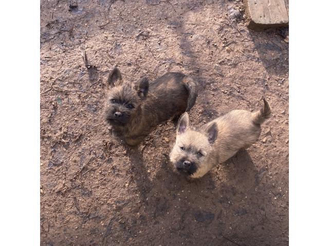 Photo Chiot Cairn Terrier image 1/6