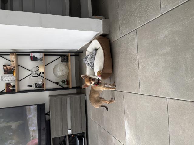 Chiot chihuahua