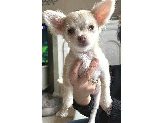 Chiot chihuahua