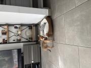 Annonce Chiot chihuahua