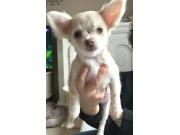 Annonce Chiot chihuahua