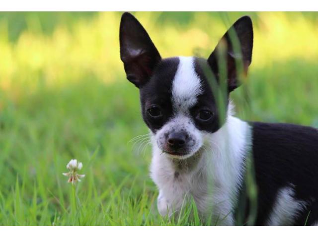 Chiot chihuahua Male a vendre